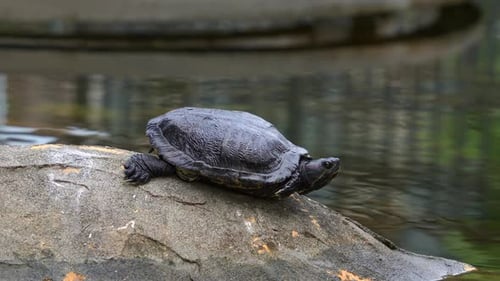 Red-eared slider turtle, rrachemys scripta elegans spotted resting by the pond, basking on a rock in