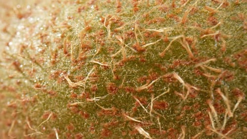 Extreme Close Up of a Fuzzy Kiwi Fruit
