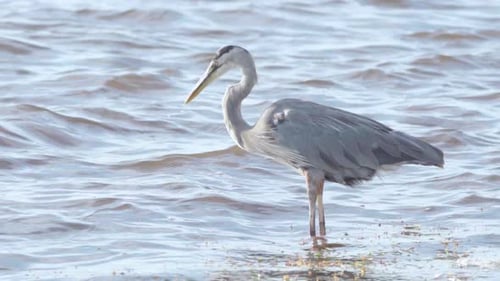 great blue heron shakes head back and forth in windy ocean water in slow motion