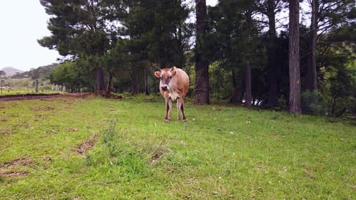 Close-up footage of a young brown cow grazing in a rural area