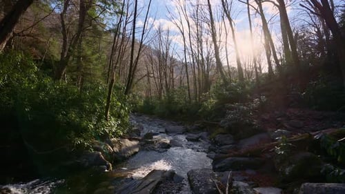 Punto de vista de un arroyo de las Montañas Rocosas que fluye a través del bosque con la luz del sol filtrándose a través de los árboles