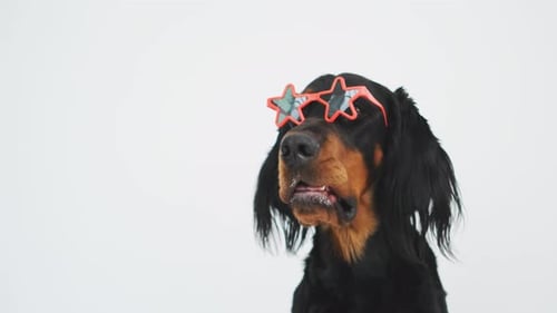 Dog Wearing Star Sunglasses Panting Adorably