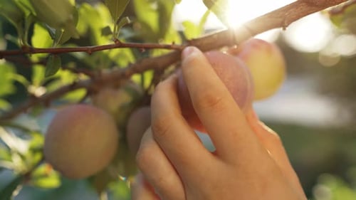 Hand Picks a Plum From a Tree