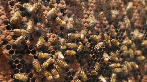 Bees Pack Honeycomb mit Bienenbrot