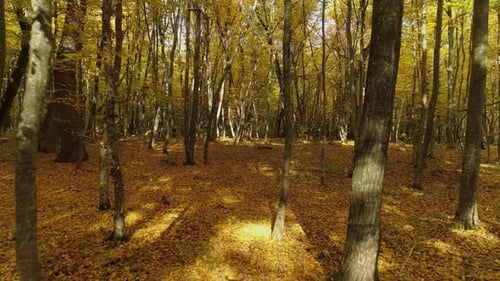 Herbstlicher Wald
