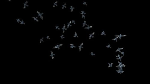 Realistic Flock of Crows Flying Across Screen Motion Graphic