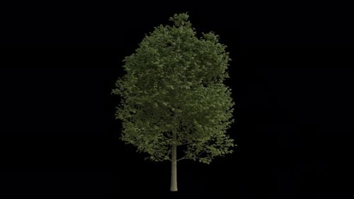 Beech Tree blowing in the wind. Wind blows the Fagus sylvatica Tree. Alpha Channel. Loop Animation