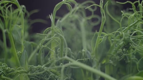 CloseUp of Green Plant Peas Tendrils and Leaves in Natural Light