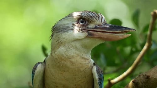 A male Blue-winged kookaburra (dacelo leachii) perches on tree branch amidst lush green foliage,
