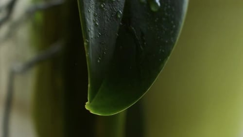 Water Droplet on Lush Green Plant Leaf