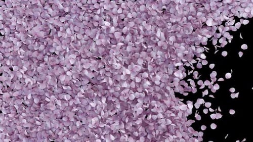 Cherry Blossom Transition on Alpha channel