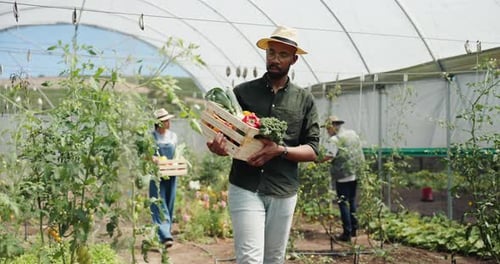 Farmers Harvesting Vegetables in Greenhouse on Sunny Day