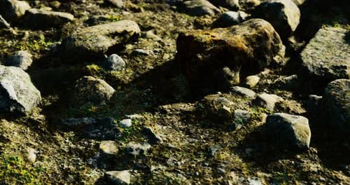 Exploration of Rocky Terrain Reveals Textures and Hidden Details on a Sunny Day