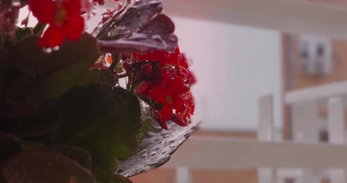 Macro shot of red flowers with water droplets