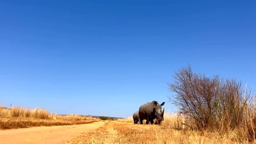 Une mère, une vache et un veau rhinocéros blancs au ras du sol marchent dans de longues herbes sèches sur un chemin de terre poussiéreux