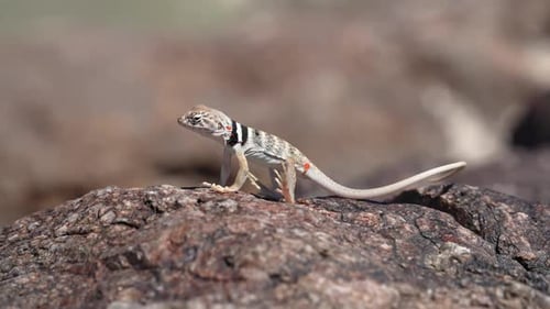 Great Basin Collared Lizard juvenile sitting then running away