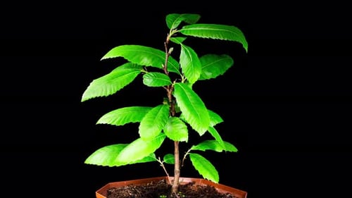 Castanea Sativa Grows Leaves from Buds in Spring. Sweet Chestnut Tree Moving Leaves in Time Lapse