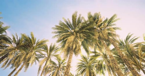 Tropical Palm Trees Swaying on Blue Sky Background