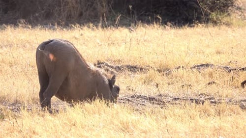African Warthog digging for food