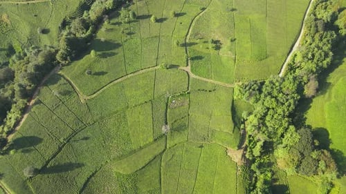 Tea Terraces