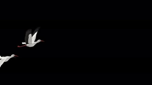 2 White Stork Birds - Flying Over Screen Transition - Alpha Channel - 4K