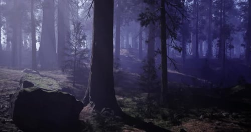 Mysterious Forest Landscape Illuminated By Soft Mist During Twilight Hours