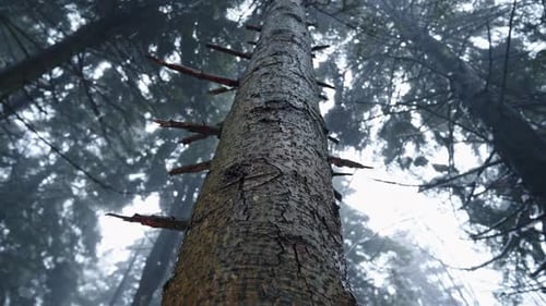 Looking up at a tall tree in a foggy forest with branches stretching out
