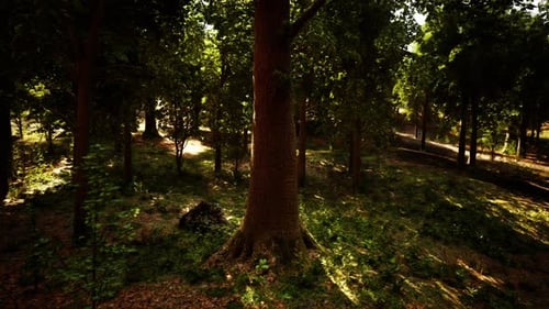 Sunlight Streaming Through a Dense Forest