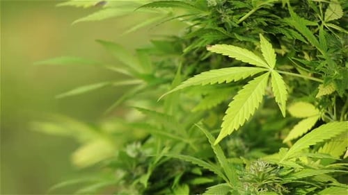 Les feuilles vertes de la plante de cannabis sativa se balancent dans une brise douce, gros plan