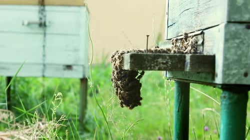 Bees fly out and fly into the round entrance of a wooden vintage beehive in an apiary close up view