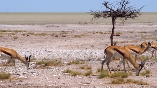 Springbockgazellen im Etosha-Nationalpark
