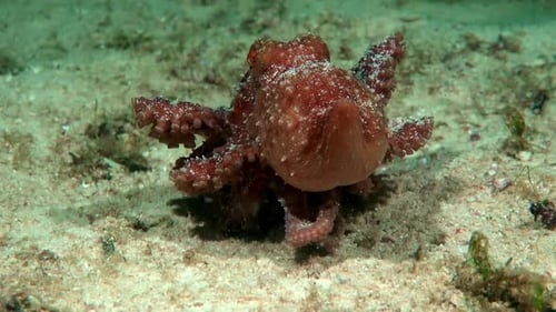 Small red octopus walking at the bottom of the sea