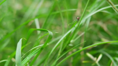 close up of a fly perched on grass blown by the wind