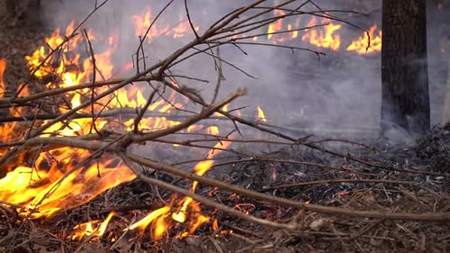 Fire Destroys Trees and Forest Animal