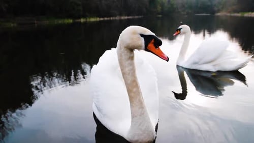 Die beiden wilden, atemberaubenden Schwäne im Teich. Er wusste mit Sicherheit, dass ich ihn aufgenommen habe, deshalb hat er es nicht getan