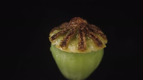 La gousse de pavot tourne sur fond noir, macro.