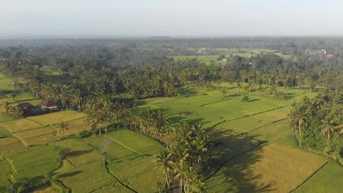 Aerial view of rice terraces and palm trees at sunrise, Bali, Indonesia