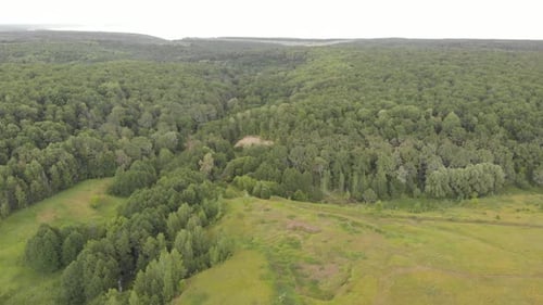 Summer Forest