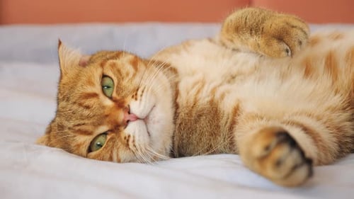 Cute Orange Tabby Cat Relaxing on Bed