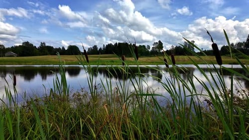 Scenic Pond Surrounded by Cattails and Greenery