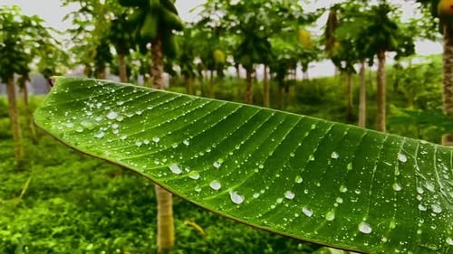 slow motion background of rain wetting the leaves