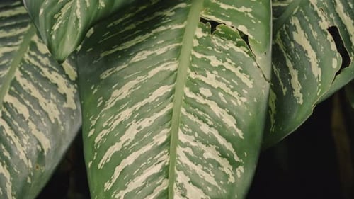 Green leaves with different color marks in jungle, close up