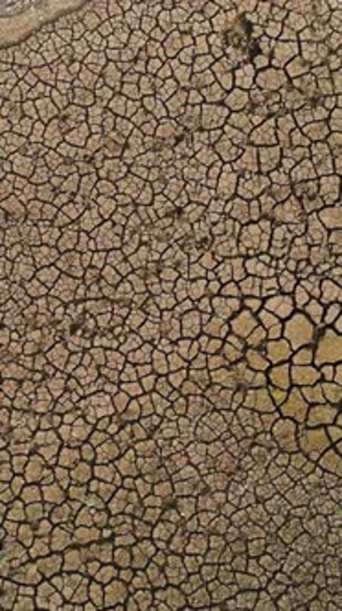 Luftaufnahme eines trockenen Sees mit seltenen Grünpflanzen, die aus tiefen Rissen wachsen. Geschossgetrocknete Bodentextur