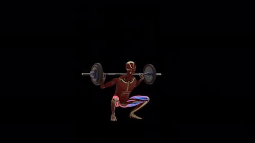 3D Animated Human Muscular System Performing Barbell Squats
