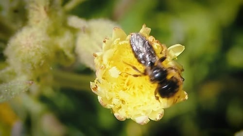 Bee Foraging on a Yellow Flower Petal