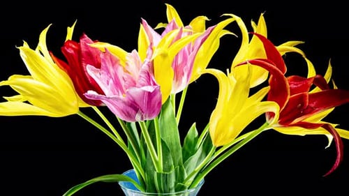 Colorful Tulips in Vase Blooming
