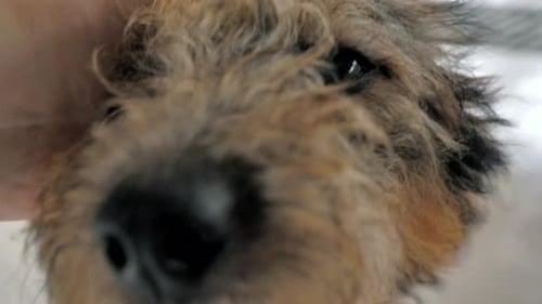 Nahaufnahme eines männlichen streunenden Hundes, der im Tierheim von Hand im Käfig streichelt, Menschen, Tiere, die sich freiwillig engagieren und helfen