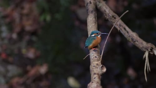 A Common Kingfisher Resting on a Branch.