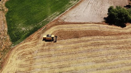 Combine Harvester Working in Wheat Field, Harvest Time