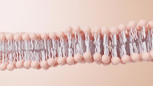 3D Phospholipid Bilayer Undulating Cell Membrane Animation